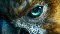 Close-up of majestic bird of prey eye with vibrant turquoise iris and detailed feather texture showing natural wildlife beauty and predator intensity.