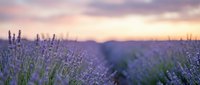 Lavender field at sunset with purple flowers blooming in rows, soft pink and purple sky creating peaceful countryside landscape for aromatherapy and wellness concepts.