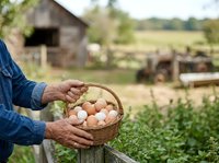 Farmer holding wicker basket filled with fresh brown eggs on rural farm with barn and fields in background. Harvest time.