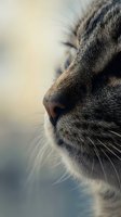 Close-up macro portrait of a tabby cat face showing nose and whiskers with soft bokeh background, calm feline mood.