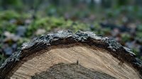 Fresh cut tree stump showing natural wood grain rings and bark texture in forest setting for environmental and forestry concepts.