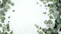 Fresh eucalyptus leaves and branches creating natural frame border on white background, isolated arrangement suitable for wedding stationery and botanical designs.