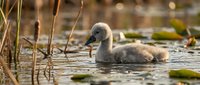 Young swan cygnet swimming in natural wetland habitat with reeds and aquatic vegetation during golden hour lighting for wildlife photography.