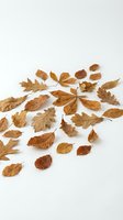 Dried autumn leaves scattered on white background, golden brown foliage collection isolated for seasonal design projects and fall decorations.