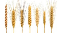 Golden wheat ears collection isolated on white background for agricultural design projects and food industry materials.