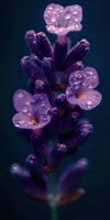 Macro shot of purple lavender flower with morning dew drops on petals against dark background, creating dreamy and romantic natural atmosphere.