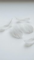 Soft white feathers scattered on clean white background creating minimalist natural texture for spa wellness and purity concepts.