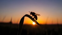 Bee silhouette on flower stem at golden hour sunset with warm orange sky background for nature and pollination concepts.