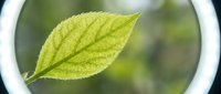 Bright green leaf with visible veins displayed under magnifying glass against blurred natural background, suitable for science education, botanical research, and nature study materials.