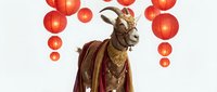 Goat in traditional Chinese costume with red lanterns for lunar new year celebration on white background isolated.