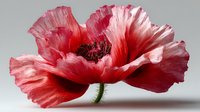 Pink and red poppy flower with delicate ruffled petals isolated on white background for spring garden design projects and botanical artwork.