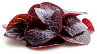 Fresh dark red amaranth leaves with textured veins and glossy surface on white background, raw organic microgreens for healthy eating and garnish.