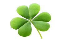 Fresh green five-leaf clover isolated on white background, detailed macro shot showing natural texture and veins. Suitable for St. Patrick's Day designs.