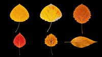 Six autumn leaves in warm orange, red and yellow tones, isolated on transparent background. Ready for clipart, stickers, t-shirt design, sublimation, and print on demand.