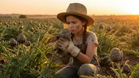 Young female farmer in hat harvesting fresh artichokes at sunset in agricultural field, sustainable farming and organic vegetable production concept.
