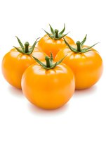 Fresh yellow tomatoes with green stems arranged in group on white background, isolated produce for food photography and marketing materials.
