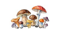 Watercolor illustration of various mushroom species including red amanita, brown caps, and golden varieties arranged in a botanical composition. Suitable for educational materials, nature designs, and culinary publications.