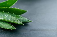 Fresh aloe vera leaves with water drops on dark background, natural organic skincare ingredient for cosmetics and wellness products.