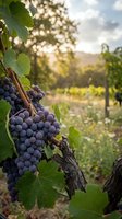 Ripe dark grape clusters hang from grapevine with green foliage in sunlit vineyard landscape, suitable for wine production and agriculture themes.