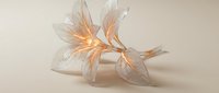 Delicate translucent lily flower with golden light emanating from center on neutral beige background for elegant design projects and botanical artwork.