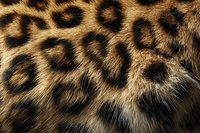 Leopard fur texture with natural spotted pattern and soft hair detail for fashion design backgrounds and animal print projects.