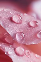 Macro photography of water drops on pink rose petals showing surface tension and natural texture with morning dew in soft dreamy lighting.