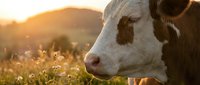 Hereford cow grazing in a golden sunset meadow with wildflowers, warm light highlighting its face against a soft rural landscape.