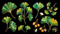 Ginkgo biloba leaves and berries isolated on transparent background, ready for t-shirt design, clipart, stickers, sublimation and print-on-demand projects.