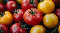 Fresh red and yellow tomatoes with water drops and green stems on dark background, macro food photography for healthy eating and cooking concepts.