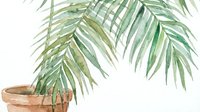 Potted palm plant with feathery green fronds cascading from terracotta container, isolated on white background for design, botanical decor, and interior styling projects.