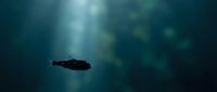 Dark silhouette of fish swimming in deep blue ocean water with sunlight rays filtering through creating mysterious underwater atmosphere for marine life concepts.