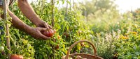 Hands harvesting fresh ripe tomatoes from organic garden plants with wicker basket for healthy homegrown vegetable farming and sustainable agriculture.