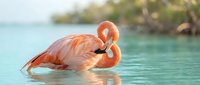 Flamingo with pink plumage preening feathers in shallow turquoise tropical waters, ideal for travel and nature content.