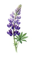Purple lupine flower with green leaves isolated on white background for botanical illustration and garden design projects.