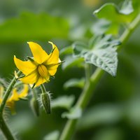 Yellow tomato flower blooming on green plant with soft focus background in organic garden setting for agricultural and farming content.