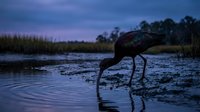 Large wading bird feeding in shallow wetland water during twilight hour with purple sky and marsh grasses creating peaceful wildlife scene.