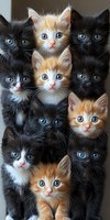 Group of adorable black, ginger and tuxedo kittens with bright blue eyes looking at camera, arranged in vertical composition for pet and animal photography.