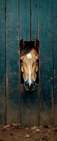 Brown horse with white blaze peering through weathered teal wooden stable door. Equine portrait for farm, ranch, and animal care concepts.