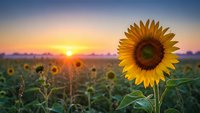 Bright yellow sunflower blooming in field during golden hour sunset with warm orange sky and blurred sunflower field background for agriculture concepts.