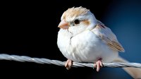 Small fluffy sparrow bird perched on rope against dark blue background, wildlife nature photography for ornithology and birdwatching projects.
