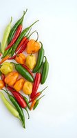 Colorful assortment of fresh hot chili peppers including habanero, jalapeno and cayenne varieties on white background for culinary and cooking projects.