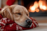 Golden retriever dog sleeping peacefully on red Christmas sweater by warm fireplace creating cozy holiday atmosphere for pet care and seasonal content.
