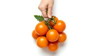 Hand holding fresh orange cherry tomatoes on vine isolated on white background for healthy cooking and organic food concepts.