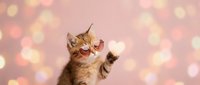 Adorable orange tabby kitten with paws raised up against dreamy bokeh lights background, playful pet portrait for greeting cards and social media.