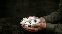 Farmer holding freshly harvested white garlic bulbs in cupped hands over dark soil, showcasing organic produce and agricultural harvest for farming and food industry use.