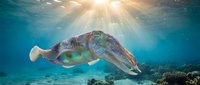 Cuttlefish swimming in crystal clear ocean water with sunbeams streaming through surface, showcasing marine biodiversity and underwater ecosystem life.