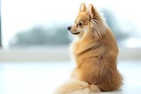 Adorable Pomeranian dog with fluffy cream-colored fur sitting in profile view against soft blurred background, showcasing characteristic spitz breed features.
