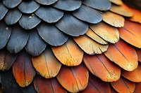 Overlapping feather texture transitioning from dark blue-gray to warm golden-orange tones, showcasing natural gradient and detailed surface patterns for design backgrounds.