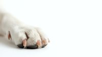 Dog paw with pink nails on white background isolated for pet care and grooming design concepts.