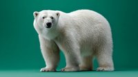 Polar bear standing against teal background, isolated wildlife animal portrait for nature, education, and design projects.